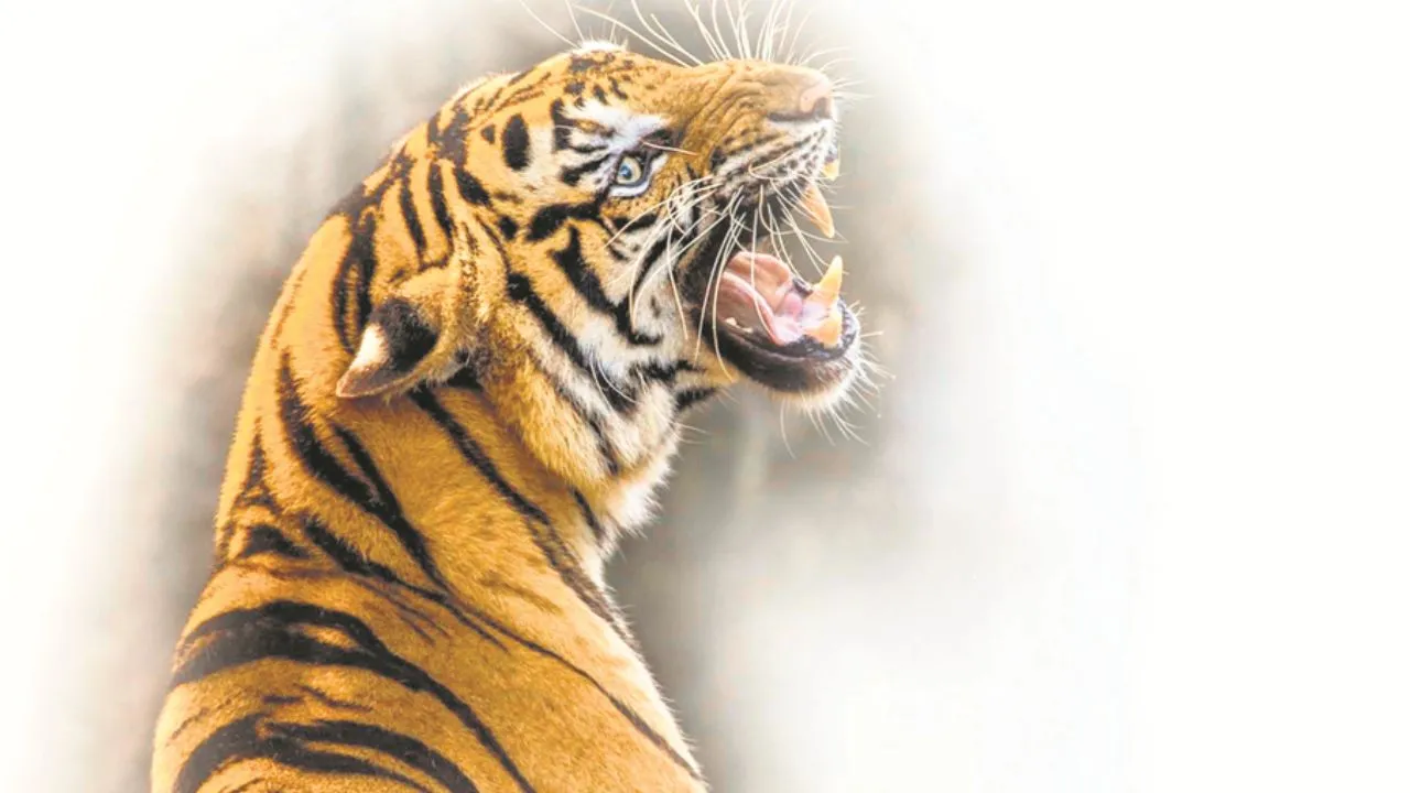दहाड़ के सामने बीमारी की चुनौती 