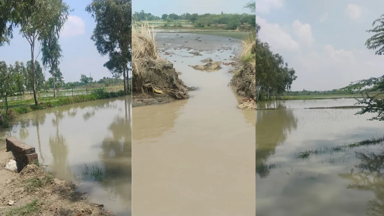 अमेठी में नहर की पटरी कटने से सैकड़ों बीघा धान की फसल जलमग्न, किसानों में हाहाकार
