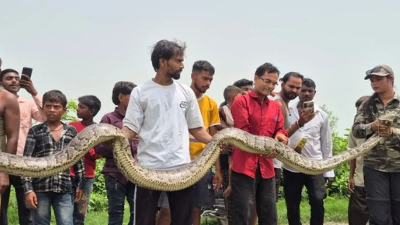 Lakhimpur Kheri News :   धान के खेत में 16 फुट का अजगर, किसानों के उड़े होश; वन विभाग ने किया सुरक्षित रेस्क्यू