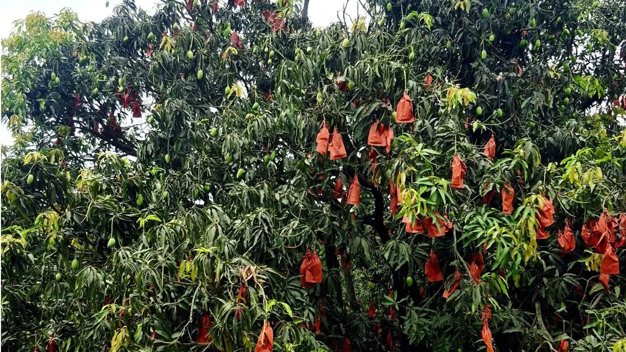 Mango Festival Lucknow : बागों में बहार...लखनऊ में आम का 'त्योहार', 