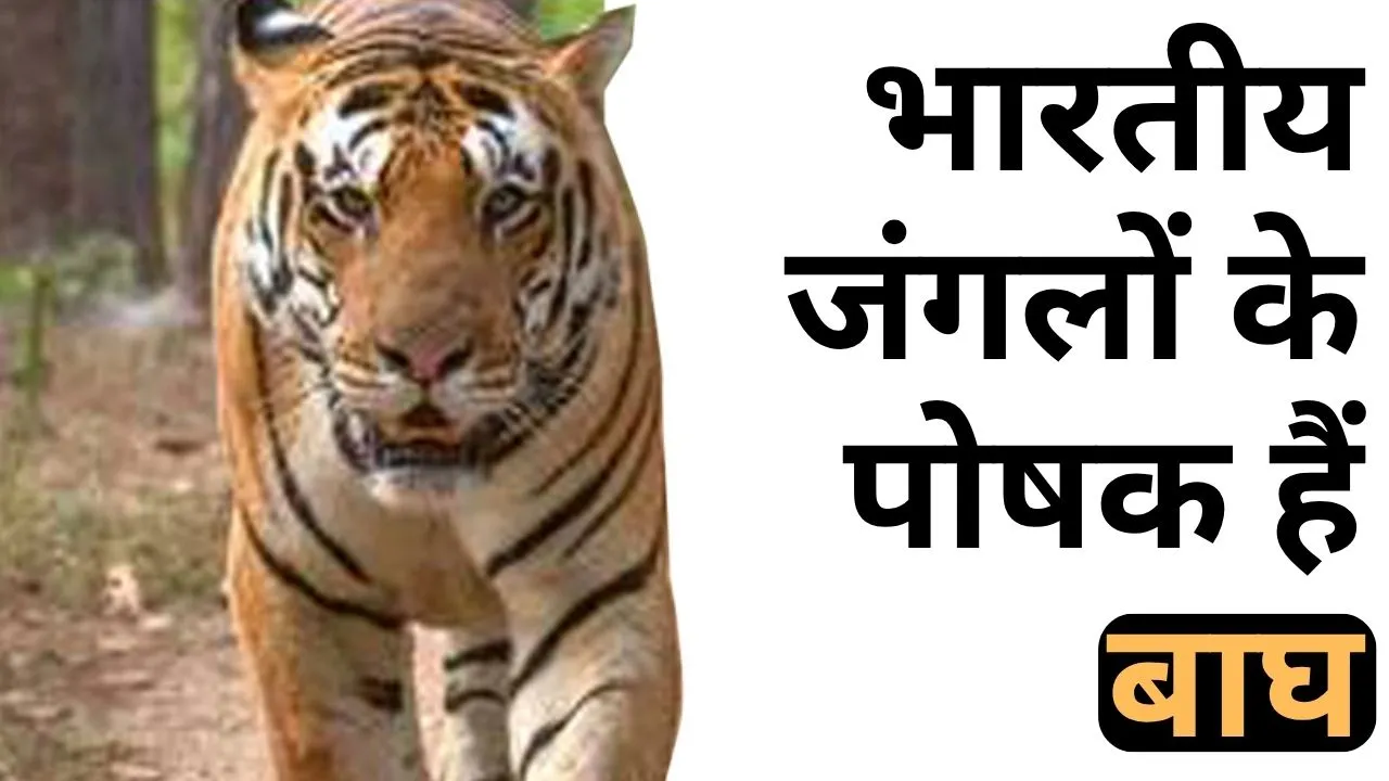 भारतीय जंगलों के पोषक हैं बाघ 