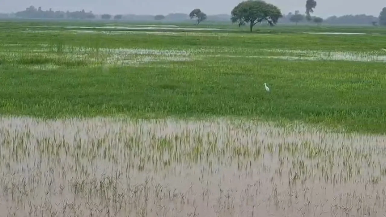 Shravasti Flood : खतरे के निशान से 30 सेंटीमीटर ऊपर पहुंची राप्ती, गांवों की ओर बढ़ा बाढ़ का पानी; कटान तेज