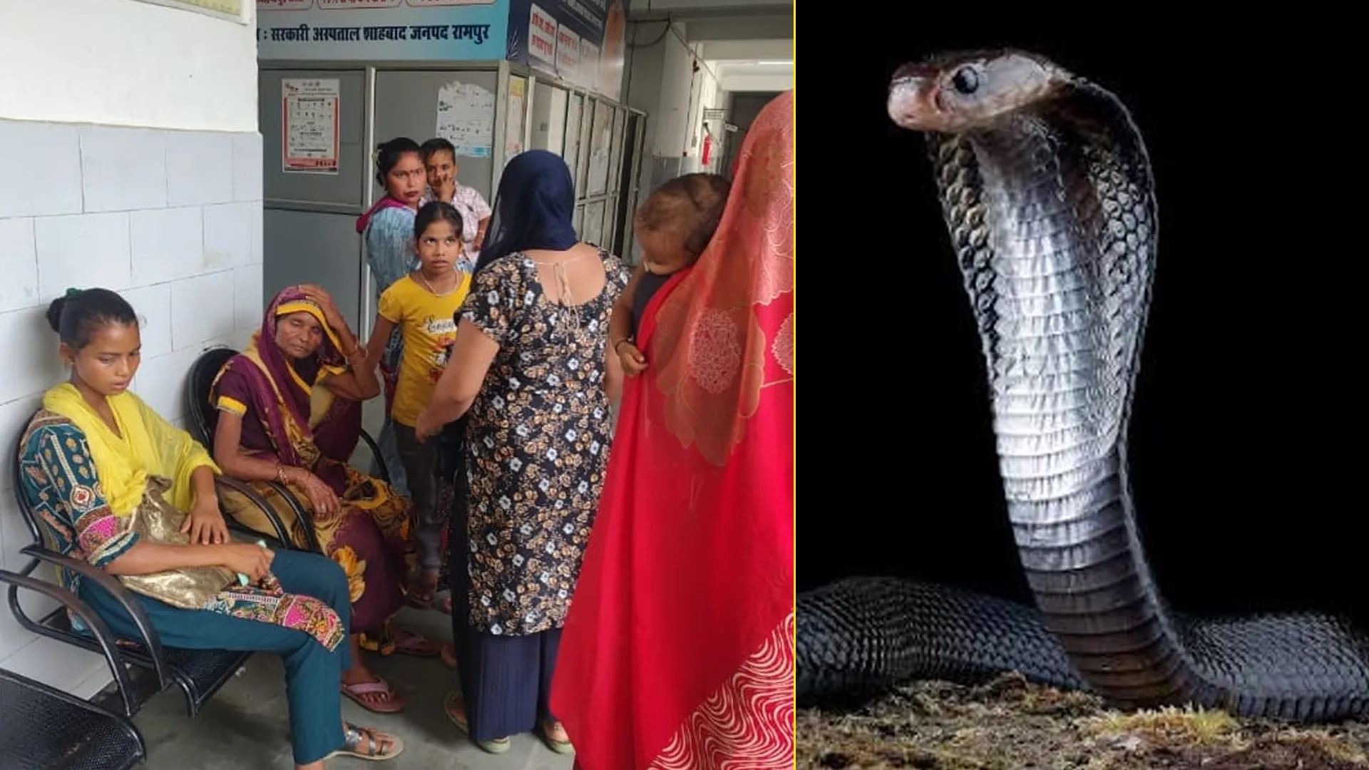 Rampur News : दूसरों की जान बचाने वाले 'स्नेक कैचर' को सांप ने डसा, तड़प कर तोड़ा दम