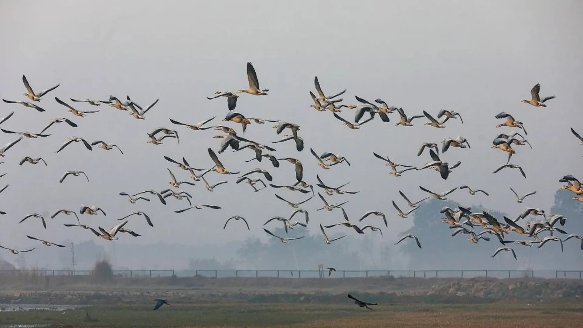 Bareilly News : प्रवासी पक्षियों को मिलेगा नया आशियाना, 10 स्थानों पर विकसित होंगे प्राकृतिक ठिकाने