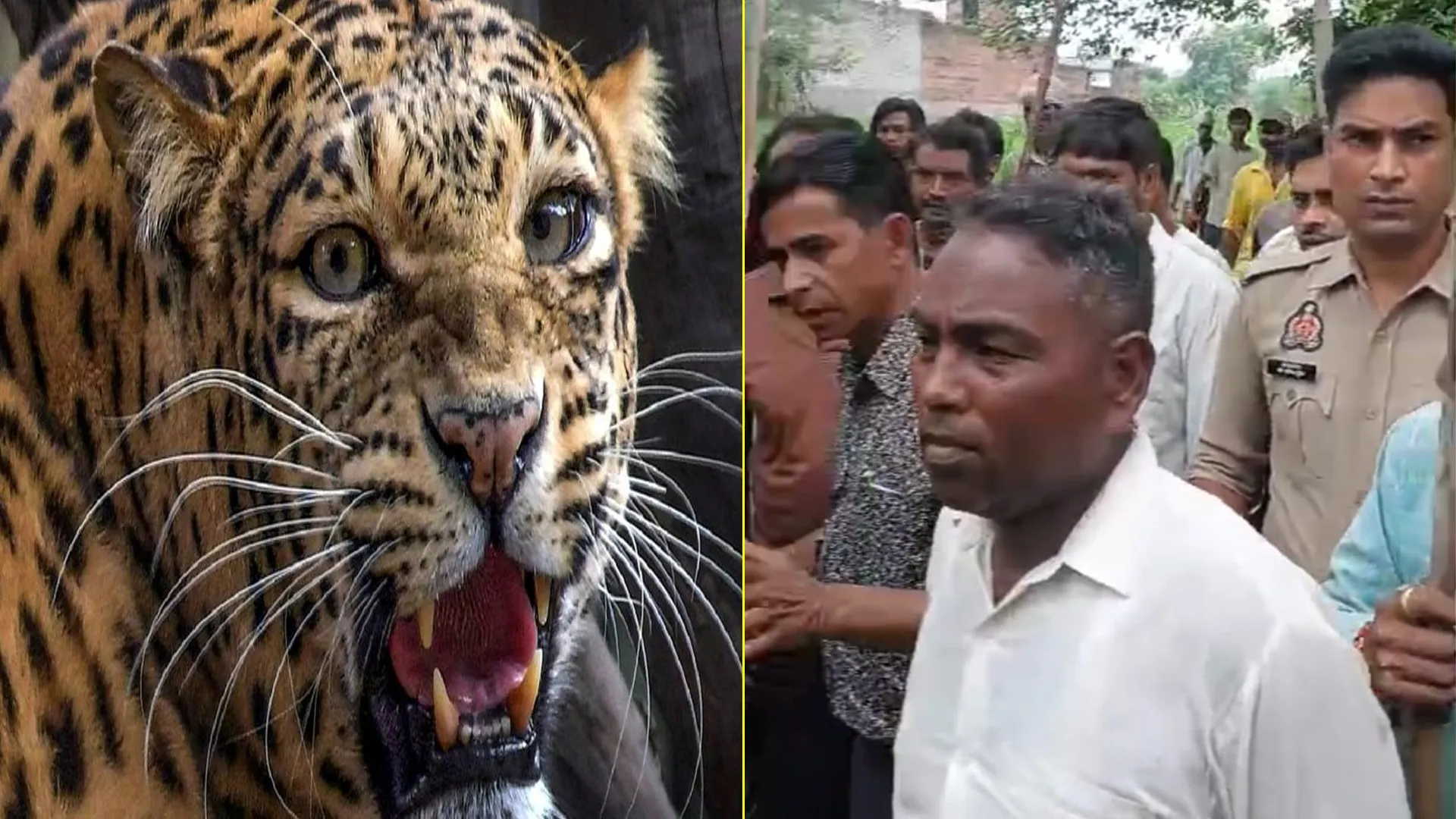 Moradabad News : चारा लेने जा रही 17 वर्षीय किशोरी पर आदमखोर तेंदुए का हमला, बाल-बाल बची जान
