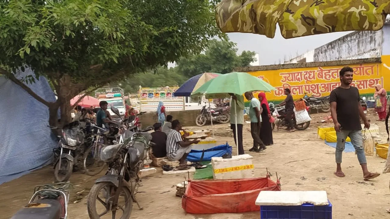 Bahraich News: बाबागंज के साप्ताहिक बाजार में प्रतिबंधित थाई मांगुर मछली की खुलेआम बिक्री, कार्रवाई पर उठे सवाल