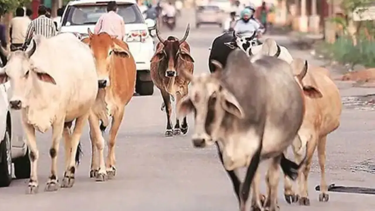 Barabanki News : गौशाला के पास गोवंश के अवशेष मिलने से हड़कंप, पंचायत सचिव से जवाब तलब