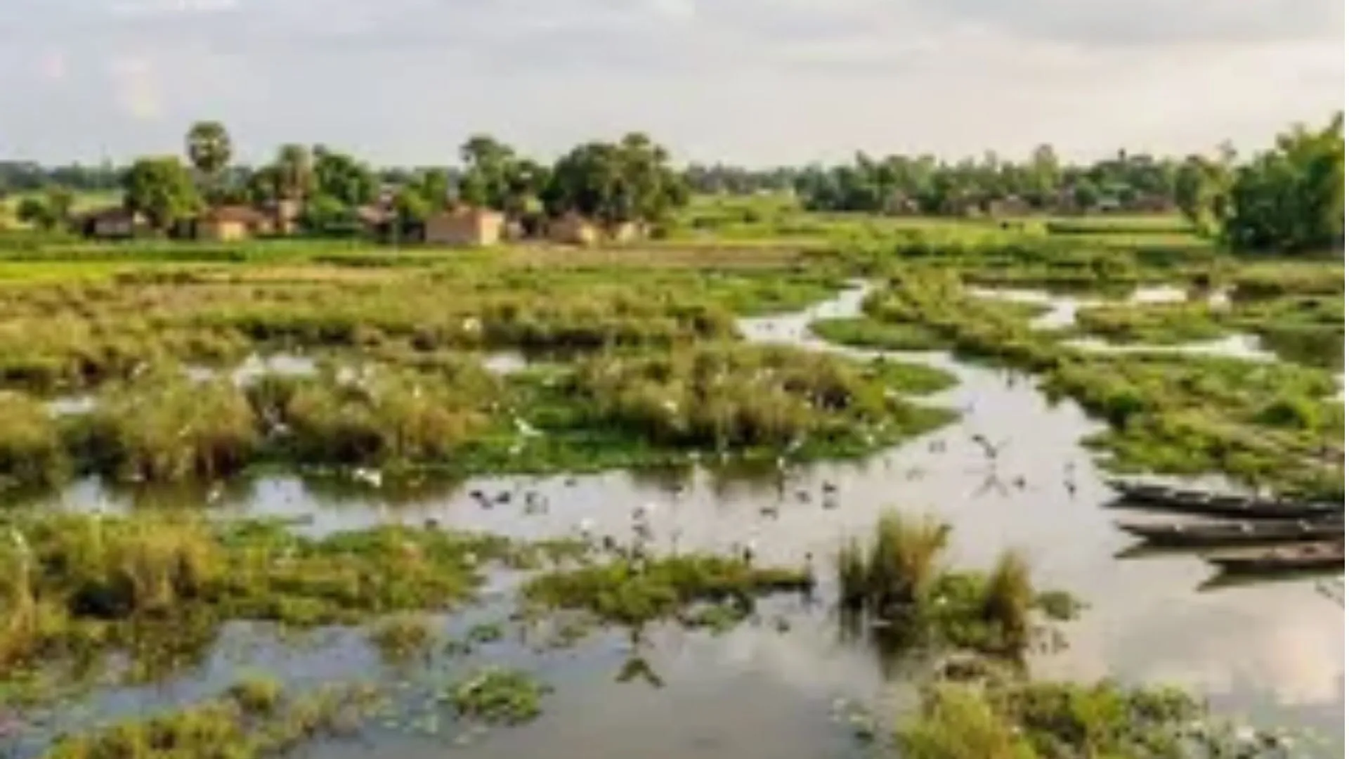 Bareilly News : बरेली में परदेसी पक्षियों के लिए 50 हेक्टेयर में तैयार किए जाएंगे प्राकृतिक ठिकाने 