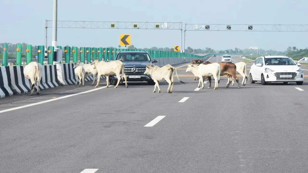 Lucknow-Kanpur Expressway : एक्सप्रेसवे पर बीच सड़क घूम रहा मवेशियों का झुंड, बाल-बाल बचे वाहन सवार