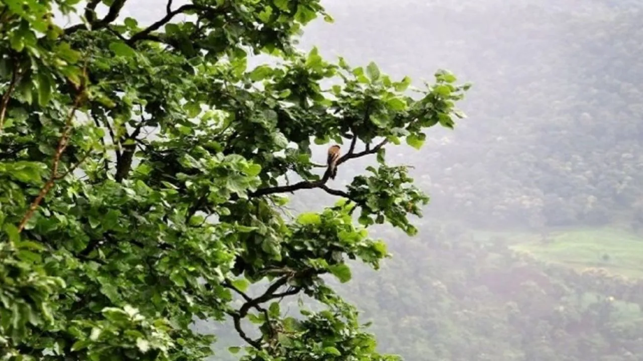जंगल, बादल, सुरम्य वादियां और पनचक्कियां 