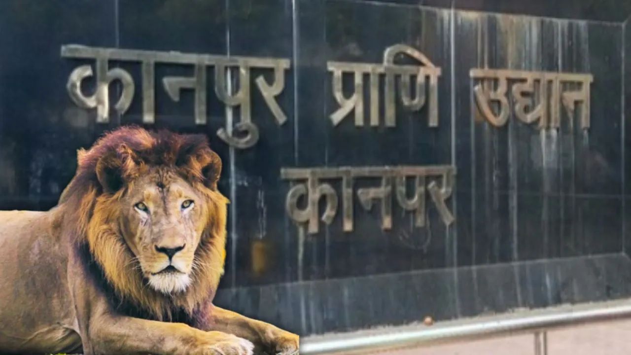 World Lion Day:  कानपुर के शंकर को मिलेगी शेरनी, क्या बढ़ेगा एशियाटिक शेरों का कुनबा?