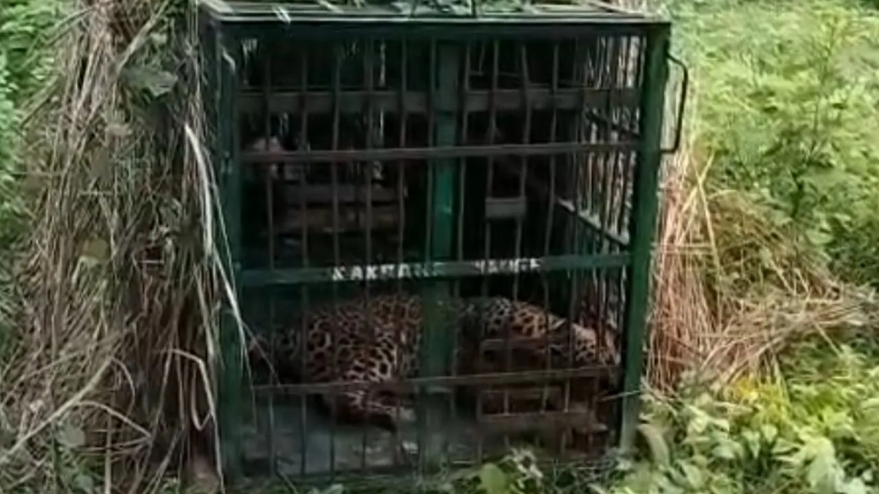 बहराइच में पकड़ा गया खुखार तेंदुआ,  ग्रामीण ने ली राहत की सांस; बकरी के लालच में पिंजड़े में हुआ कैद 