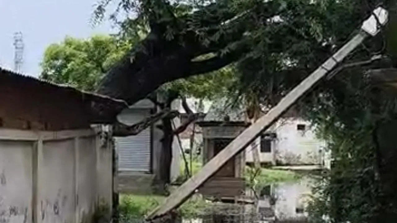 Bahraich news : जलभराव के चलते गिरा विशाल पेड़, बिजली के तीन खंभे टूटे; विद्युत् आपूर्ति बाधित होने से लोगों की मुश्किलें बढ़ी 