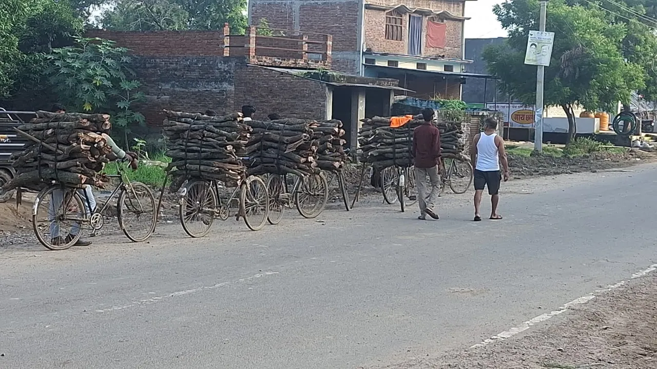 Shravasti News : जलौनी के नाम पर जंगल में चल रही कुल्हाड़ी, प्रतिबंधित पेड़ काट कर बेंच रहे लकड़हारे
