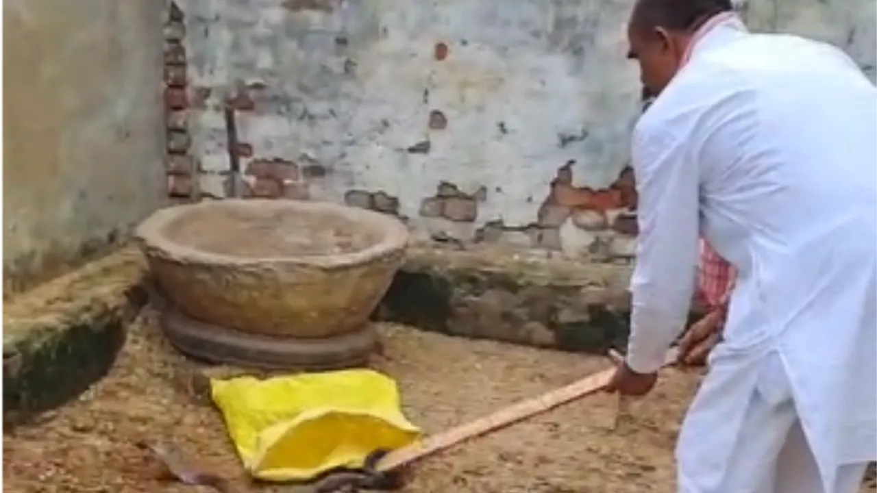 हवेली में घुसा खतरनाक कोबरा, भाजपा नेता ने दिखाई हिम्मत; बोरी में पकड़कर वन विभाग को सौंपा