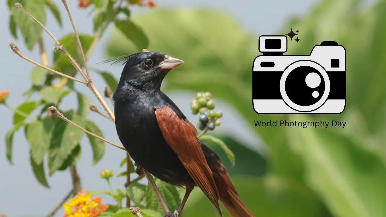 World Photography Day:  फिल्म रोल से मोबाइल कैमरे तक बदला दौर, नहीं बदली तस्वीरों की नजर