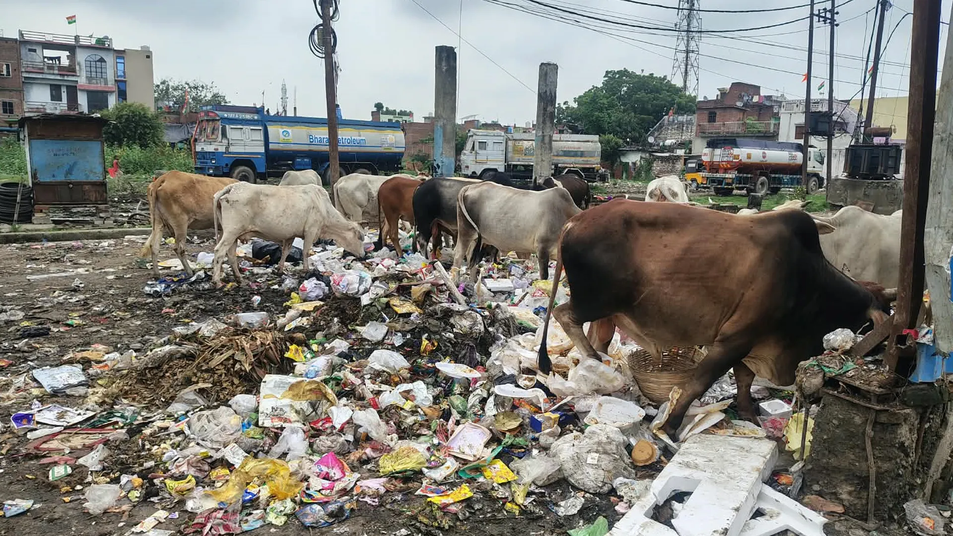Bareilly News : डलाव घर बना बड़ी मुसीबत, कूड़े की भीषण दुर्गंध से गणेश नगर के लोगों का जीना हुआ मुहाल