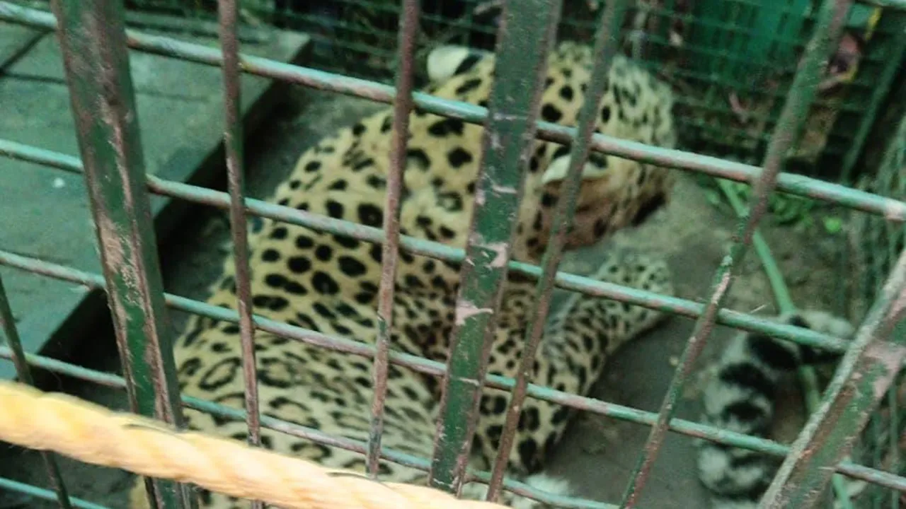 Moradabad Leopard: ठाकुरद्वारा में एक और तेंदुआ पिंजरे में कैद, अब तक 12 पकड़े गए; फिर भी कायम खौफ