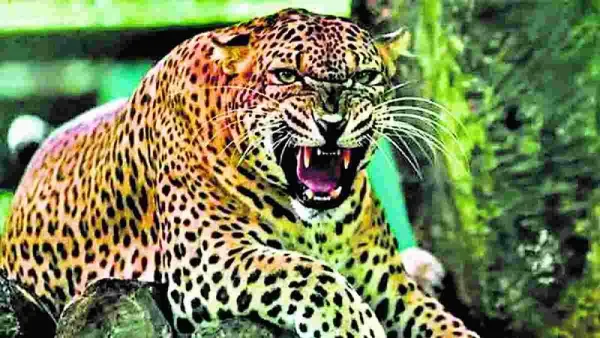 बहराइच में नहीं थम रहा तेंदुए का आतंक... कतर्नियाघाट में महिला और किशोर को बनाया अपना शिकार