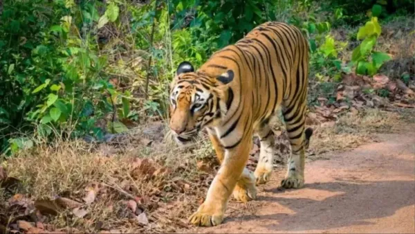 उत्तराखंड : पौड़ी गढ़वाल में आदमखोर बाघ पिंजरे में कैद, ग्रामीणों ने ली राहत की सांस