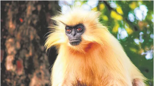 जंगल की दुनिया  गोल्डन लंगूर: असम–भूटान की सीमा का सुनहरा रत्न