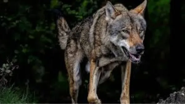  मासूम को लेकर गायब हो गया भेड़िया: माँ के पीछा करने के बाद घने कोहरे में ओझल, वन विभाग की खोजबीन जारी 