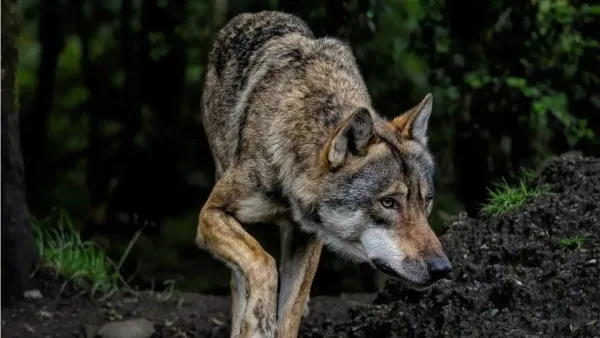 बाल-बाल बचा मासूम... बहराइच में 6 साल के बच्चे पर भेड़िये का हमला, परिजनों के शोर से जंगल में वापस उलटे पांव दौड़ा 