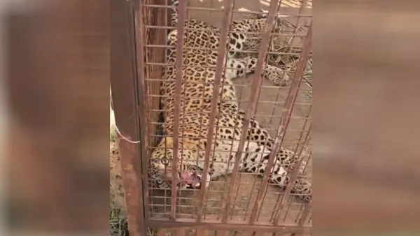 UP: बिजनौर में आतंक का पर्याय बन चुके गुलदारों के लिए गन्ने की फसल मुफीद