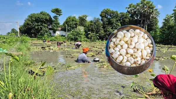 मऊ में मखाने की खेती में अपार संभावनाएं:  तालाबों-जल स्रोतों की उपलब्धता, सरकार देगी प्रति हेक्टेयर 40 हजार का अनुदान 