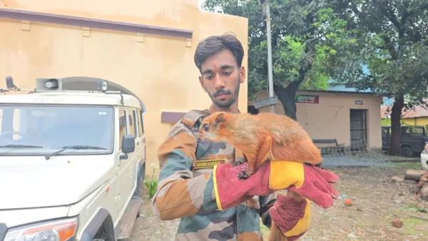  12 साल बाद बड़ा कौतूहल :  रामनगर के जंगल में अचानक दिखी उड़ने वाली गिलहरी