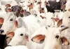 ‘गो संरक्षण मिशन’ में 2100 करोड़ खर्च करेगी सरकार... ग्रामीण महिलाएं और एफपीओ भी बनेंगे भागीदार, बदलेगी गांव की अर्थव्यवस्था