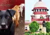<span class="t-red">Stray Dogs Case :</span> प्रशांत भूषण के सुझाव पर सुप्रीम कोर्ट की सख्त टिप्पणी, हम कुत्तों से सर्टिफिकेट लेकर चलने को क्यों नहीं कह सकते...