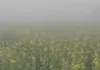 <span class="t-red">Bareilly :</span> अधिक कोहरे से दलहनी-तिलहनी फसलों पर मंडराया खतरा
