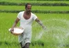<span class="t-red">किसानों को नहीं होगी खाद की दिक्कत: </span> फसलों में टॉप ड्रेसिंग से बढ़ी यूरिया की मांग, गेहूं और सरसों में छिड़काव