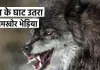 <span class="t-red"> बहराइच में आदमखोर के आतंक का अंत...</span>वन विभाग ने अभियान चलाकर भेड़िए को किया ढेर, अबतक ले चुका कई ग्रामीणों की जान  