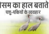 मौसम का हाल बताते हैं पशु-पक्षीयों के व्यवहार
