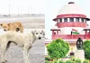 <span class="t-red"> Stray Dog ​​Case :</span> सुप्रीम कोर्ट ने कहा- कुत्तों के काटने पर देना होगा भारी मुआवजा, डॉग लवर्स की जिम्मेदारी होगी तय