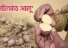 आजमगढ़ : नीलकंठ आलू से किसानों को नई उम्मीद, 'शुगर-फ्री' होने का दावा 
