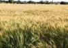 <span class="t-red">दिन का पारा चढ़ा:</span> अगेती गेहूं की वालियों में दाने सिकुड़ने का अंदेशा, ज्यादा गर्मी से पैदावार पर पड़ेगा असर