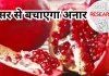 <span class="t-red">अनार बना रामबाण... </span>झिल्ली लंग्स कैंसर के इलाज में कारगर, लखनऊ विश्वविद्यालय के शोध में हुआ बड़ा खुलासा, जानें क्या है खास