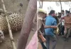 <span class="t-red">Lakhimpur kheri:</span> हमला कर भाग नहीं सका तेंदुआ, ग्रामीणों ने रस्सी से बांधकर किया काबू