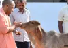  <span class="t-red">यूपी में गोकशी-गोतस्करी पर योगी सरकार सख्त : </span> विशेष अभियान के तहत 35 हजार से आरोपियों को भेजा गया जेल 