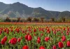 <span class="t-red">Kashmir Tulip :</span> स्वागत के लिए तैयार ...सुरम्य सनासर में 2 लाख से ज़्यादा ट्यूलिप, पर्यटकों के करेंगे आकर्षित  