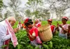<span class="t-red">चाय बागान में PM मोदी का अनोखा अंदाज... </span>पत्तियां तोड़ते हुए महिलाओं संग की बात, खिंचवाई सेल्फी, देखें Photos