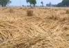 <span class="t-red">Sitapur News:</span> बेमौसम बारिश से गेहूं की गुणवत्ता प्रभावित, किसानों की बढ़ी चिंता 