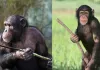 चिंपैंजियों के बीच चल रहा हैखूनी गृहयुद्ध 