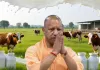<span class="t-red">यूपी में महिलाओं ने बनाया गजब रिकॉर्ड : </span> दूध उत्पादन में प्रदेश को मिला पहला स्थान, 40 फीसदी की रिकॉर्ड बढ़ोतरी