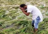 <span class="t-red">बेमौसम बारिश ने बढ़ायी किसानों की चिंता:</span> गेहूं, आम और अन्य रबी की फसलों को भारी नुकसान, पेड़ों पर आई बौर भी झड़ रही 