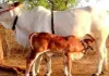 गो सेवा से समृद्धि : यूपी में डेयरी सेक्टर बना ग्रामीण अर्थव्यवस्था का मजबूत आधार 