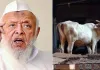 <span class="t-red">Lucknow News:</span> बकरीद से पहले गाय को 'राष्ट्रीय पशु' घोषित करने की उठी मांग, मुस्लिम संगठन ने  PM मोदी और CM योगी से की यह बड़ी अपील 